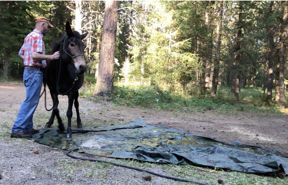 training horses is about mistakes